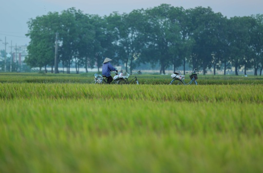 CLIP: Nắng đỉnh điểm, nông dân Hà Nội ra đồng gặt lúa vào ban đêm - Ảnh 4.