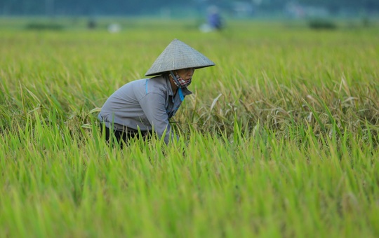CLIP: Nắng đỉnh điểm, nông dân Hà Nội ra đồng gặt lúa vào ban đêm - Ảnh 5.