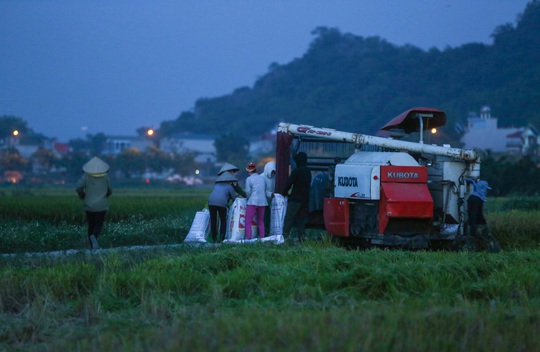 CLIP: Nắng đỉnh điểm, nông dân Hà Nội ra đồng gặt lúa vào ban đêm - Ảnh 6.