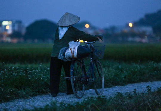CLIP: Nắng đỉnh điểm, nông dân Hà Nội ra đồng gặt lúa vào ban đêm - Ảnh 14.