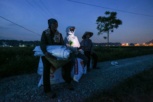 CLIP: Nắng đỉnh điểm, nông dân Hà Nội ra đồng gặt lúa vào ban đêm - Ảnh 11.