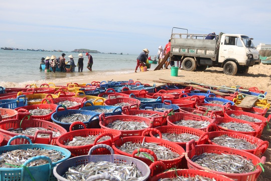 Ngư dân Bình Thuận trúng mùa cá cơm - Ảnh 1.