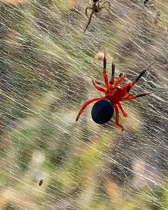 Mạng nhện khổng lồ kinh hồn ở Úc - Ảnh 3.