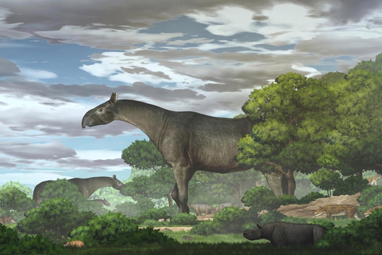 Kinh hãi tê giác quái thú 26,5 triệu tuổi giống khủng long, gấp 4 lần voi - Ảnh 1.