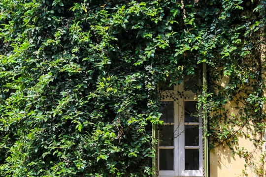 Cận cảnh ngôi biệt thự phủ toàn cây xanh giúp chủ nhà tránh nắng nóng - Ảnh 9.