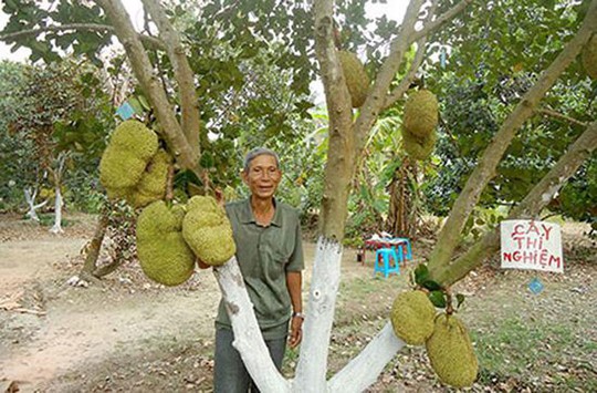 Bác nông dân Cần Thơ thu tiền tỉ từ loại mít kỳ lạ - Ảnh 1.