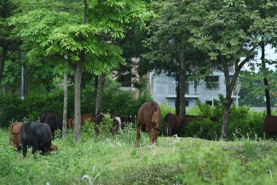 CLIP: Hàng loạt biệt thự bỏ hoang, khu đô thị ở Hà Nội thành nơi chăn thả bò - Ảnh 12.