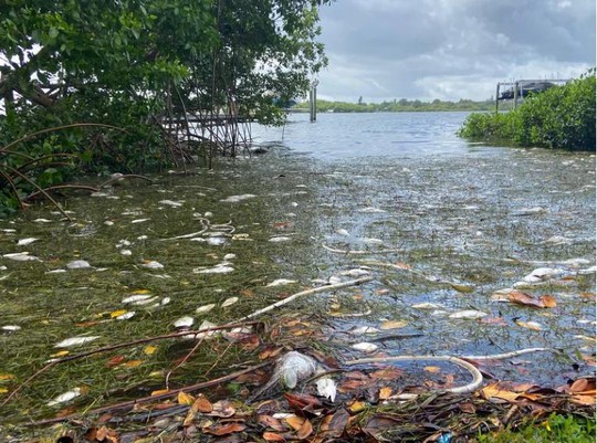 Mỹ: Thủy triều đỏ dữ dội làm chết 600 tấn cá ở bang Florida - Ảnh 2.