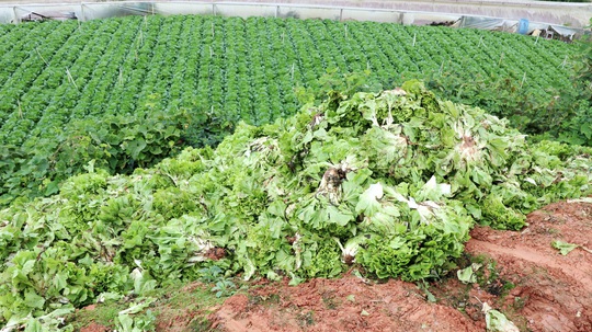 Xót xa nông dân Đà Lạt nhổ bỏ hàng chục tấn rau, hoa vì không bán được - Ảnh 3.