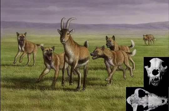 Mộ phần người khác loài và quái thú 1,8 triệu tuổi: lịch sử thay đổi? - Ảnh 1.