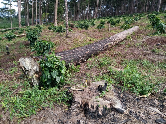Lâm Đồng: Lấn chiếm đất rừng còn hành hung đoàn kiểm tra - Ảnh 8.