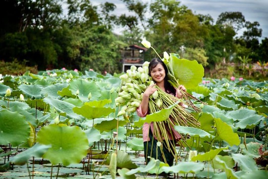 Khôi phục sen trắng cung đình Huế - Ảnh 1.