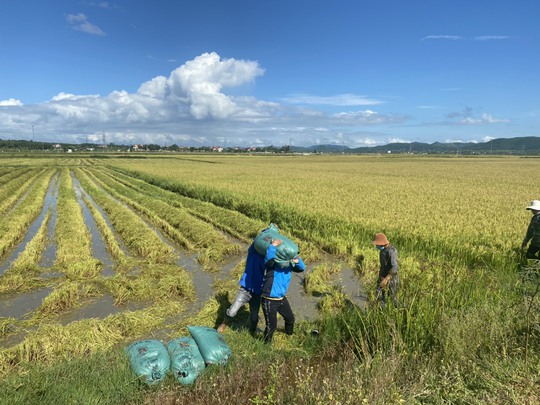 Biệt đội áo xanh tình nguyện gặt lúa giúp dân vùng giãn cách - Ảnh 3.