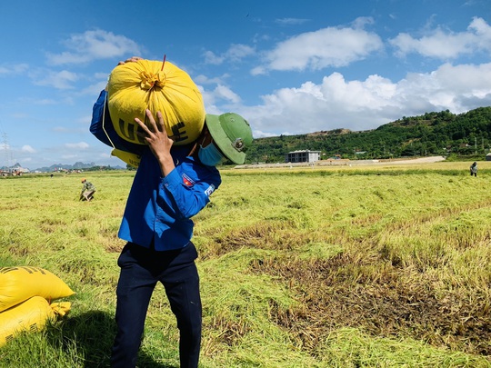 Biệt đội áo xanh tình nguyện gặt lúa giúp dân vùng giãn cách - Ảnh 5.