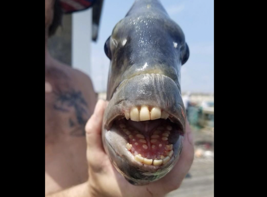 Con cá có hàm răng kỳ lạ gây sốt ở Mỹ - Ảnh 1.