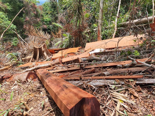 Cận cảnh tàn phá rừng nghiêm trọng ở Đắk Lắk - Ảnh 3.
