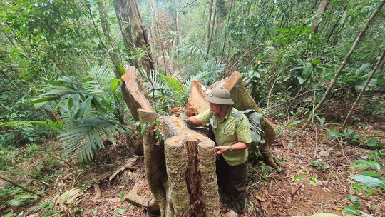 Cận cảnh tàn phá rừng nghiêm trọng ở Đắk Lắk - Ảnh 6.