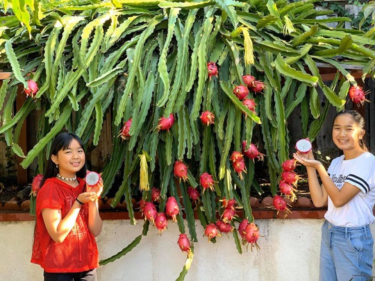 Khu vườn toàn rau trái Việt trên đất Mỹ - Ảnh 11.
