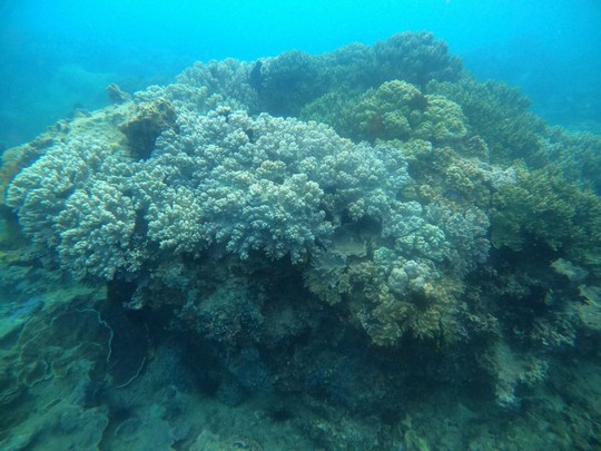 Phục hồi hệ sinh thái rạn san hô tại vịnh Quy Nhơn - Ảnh 2.