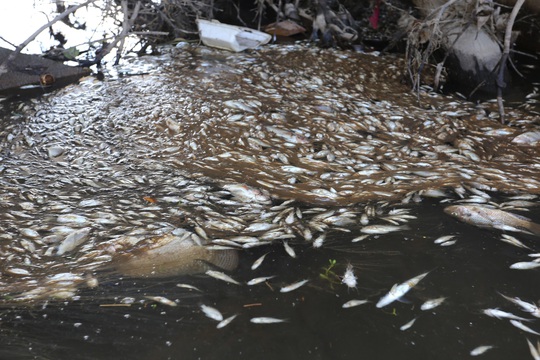 Cá chết nổi đầy mương thoát nước KCN Tam Thăng - Ảnh 9.