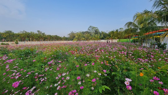 Rực rỡ sắc hoa tại Cần Thơ - Ảnh 1.