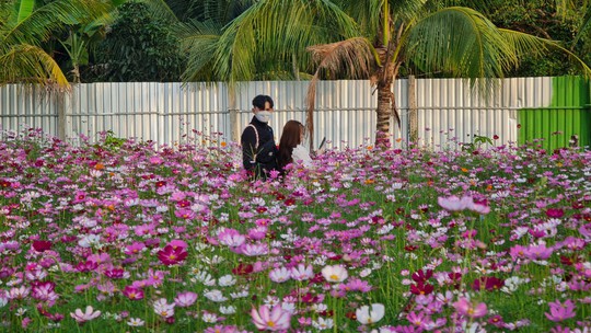 Rực rỡ sắc hoa tại Cần Thơ - Ảnh 3.