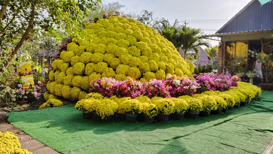 02. Hơn 400 chậu cúc mâm xôi đang nở hoa vàng rực đón chào du khách.