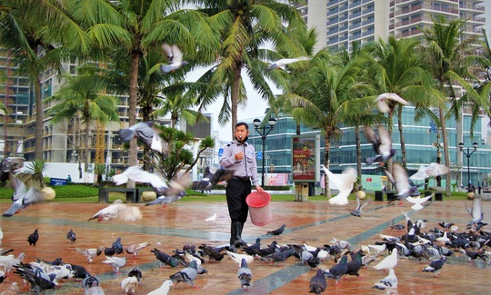 “Cha nuôi” của hơn 1.000 cánh chim bồ câu tại Đà Nẵng - Ảnh 4.