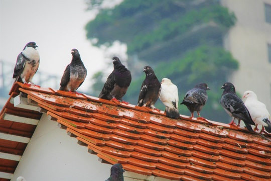 “Cha nuôi” của hơn 1.000 cánh chim bồ câu tại Đà Nẵng - Ảnh 12.