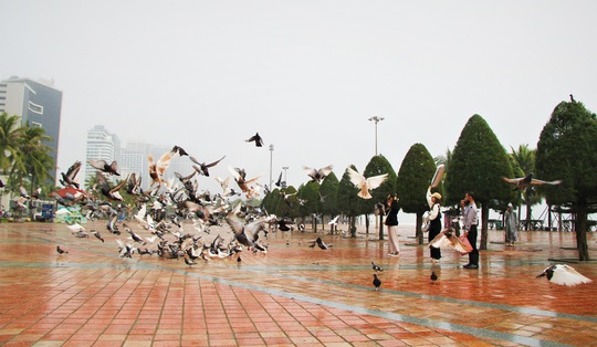 “Cha nuôi” của hơn 1.000 cánh chim bồ câu tại Đà Nẵng - Ảnh 13.
