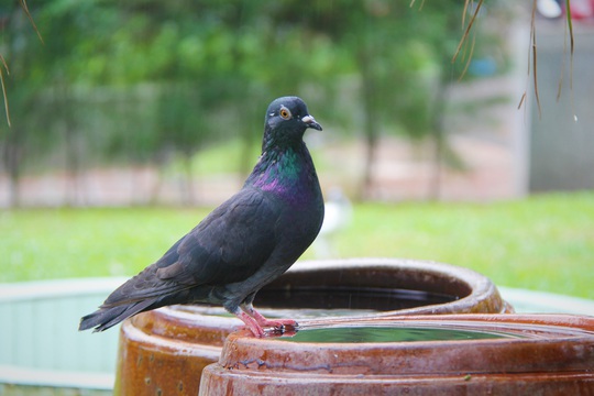 “Cha nuôi” của hơn 1.000 cánh chim bồ câu tại Đà Nẵng - Ảnh 9.
