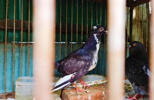 “Cha nuôi” của hơn 1.000 cánh chim bồ câu tại Đà Nẵng - Ảnh 7.
