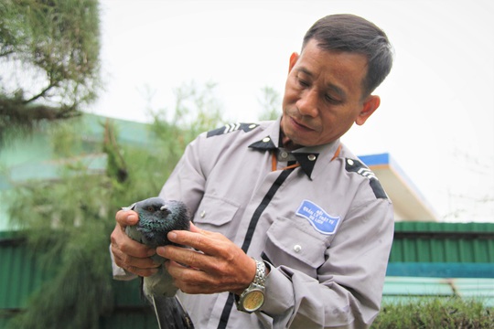 “Cha nuôi” của hơn 1.000 cánh chim bồ câu tại Đà Nẵng - Ảnh 8.