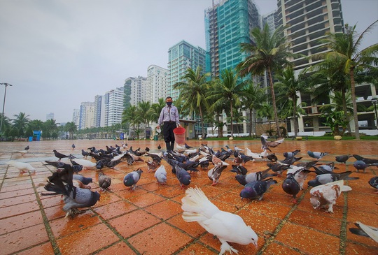 “Cha nuôi” của hơn 1.000 cánh chim bồ câu tại Đà Nẵng - Ảnh 6.