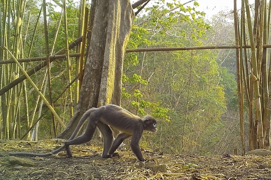 Tìm thấy khỉ ma ở vùng sông Mê Kông - Ảnh 2.