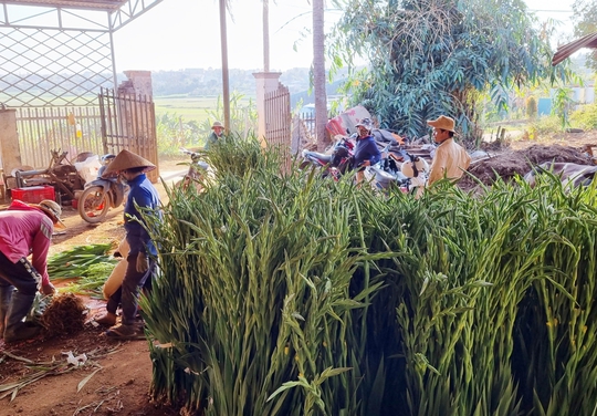 Giá hoa lay ơn tăng cao vẫn cháy hàng, nông dân đón Tết to - Ảnh 3.