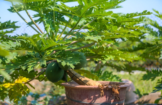 CLIP: Đu đủ bonsai tiền triệu hút khách trên thị trường Tết 2022 - Ảnh 7.