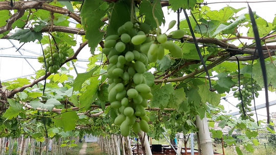 CLIP: Đã mắt với vườn nho 3 màu trĩu quả ở Đồng Tháp - Ảnh 4.