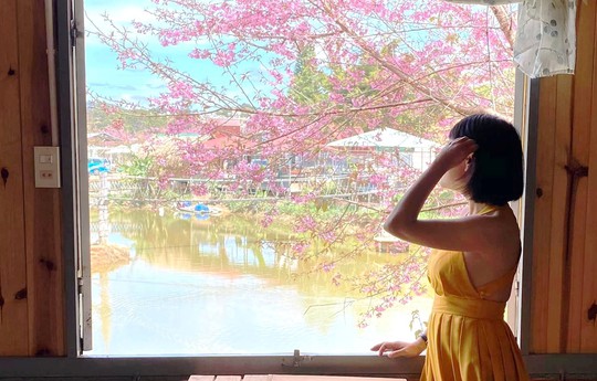 Ngất ngây với hoa mai anh đào bung nở khắp đất trời Đà Lạt - Ảnh 7.