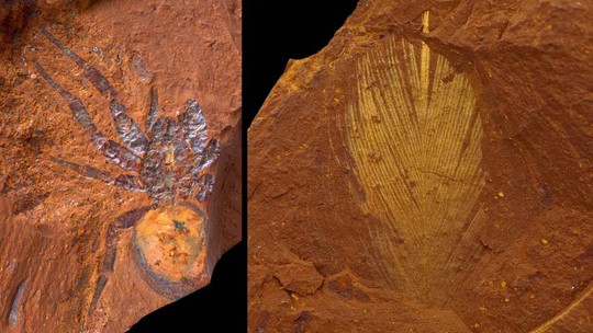 Hàng ngàn sinh vật 16 triệu tuổi nguyên vẹn trong đá Sao Hỏa - Ảnh 1.