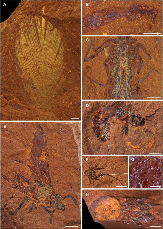 Hàng ngàn sinh vật 16 triệu tuổi nguyên vẹn trong đá Sao Hỏa - Ảnh 2.