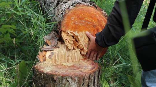 Xót xa hàng trăm cây thông gần 20 năm tuổi bị cưa hạ, nằm la liệt - Ảnh 4.