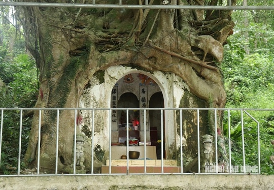 Cây sanh có bộ rễ khổng lồ ôm trọn ngôi miếu thiêng - Ảnh 2.