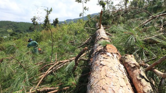Xót xa hàng trăm cây thông gần 20 năm tuổi bị cưa hạ, nằm la liệt - Ảnh 5.