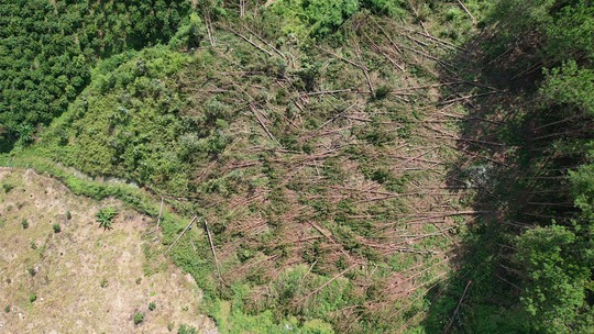 Xót xa hàng trăm cây thông gần 20 năm tuổi bị cưa hạ, nằm la liệt - Ảnh 1.