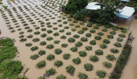 Hàng trăm héc ta thanh long tại Bình Thuận ngập sâu sau trận mưa giữa đêm - Ảnh 1.