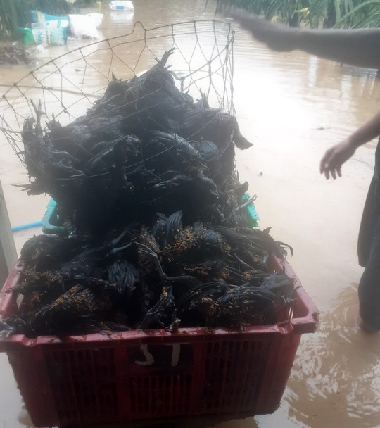 Hàng trăm héc ta thanh long tại Bình Thuận ngập sâu sau trận mưa giữa đêm - Ảnh 4.