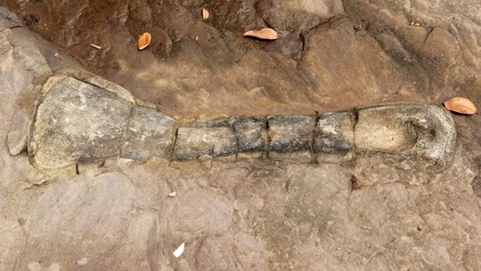 Quái thú khổng lồ, lên đến 190 triệu tuổi lộ diện ở Campuchia - Ảnh 2.