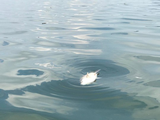 Bất thường cá chết nổi trắng trên mặt hồ Tây - Ảnh 3.