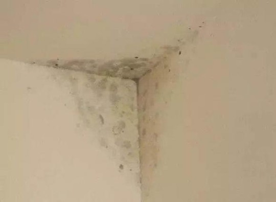 Cách loại bỏ nấm mốc dễ dàng trên tường nhà - Ảnh 1.